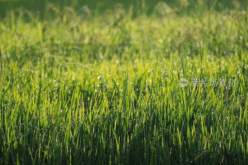 水稻(Oryza sativa)植株近景。稻田特写。水田叶片上的水滴。水田露水